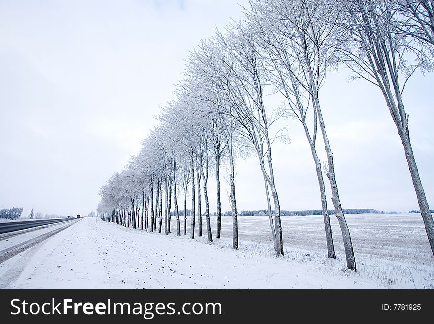 Row of snow-covered trees along the road. Row of snow-covered trees along the road