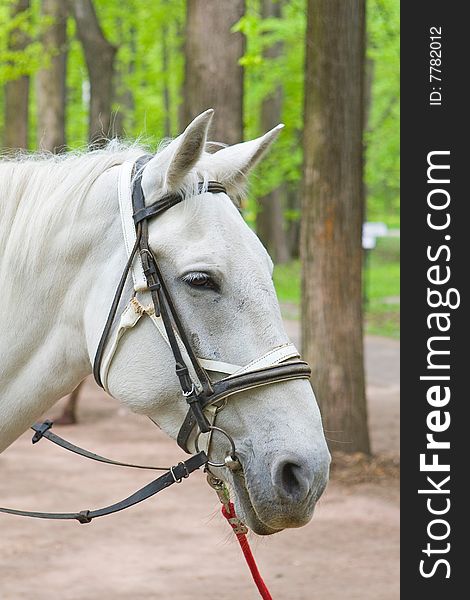 Harness white horse in park