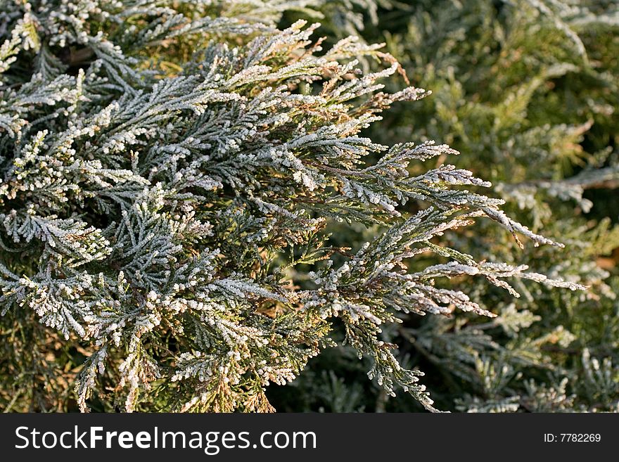 Close up to thuja branches in hoar frost