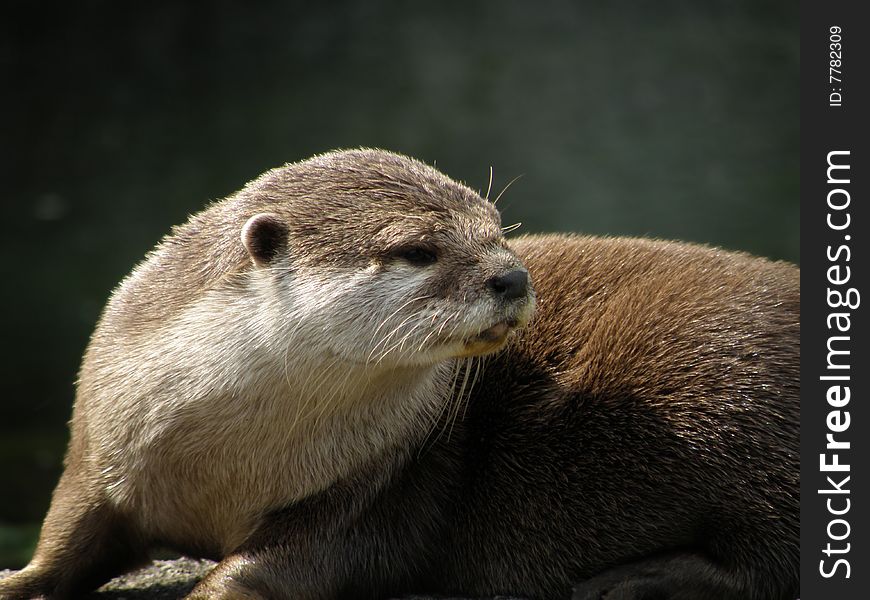 An Asian Short-Clawed Otter looks to its left. An Asian Short-Clawed Otter looks to its left