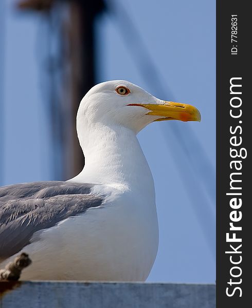 Sea gull stakes out photographer