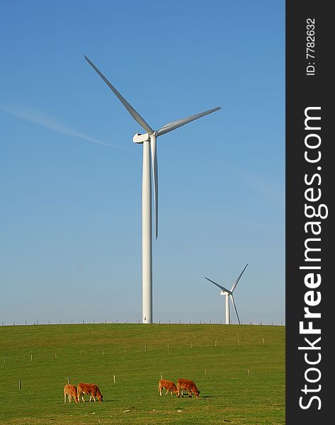 Wind turbines in a green field with cows
