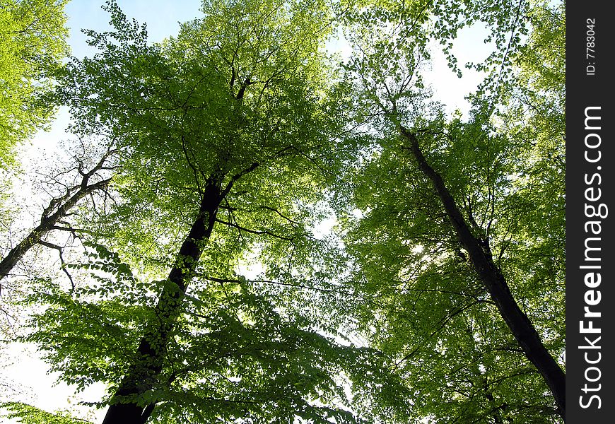 Forest green. Springtime in a Danish forest ï¿½ Light green beech leafs all over.