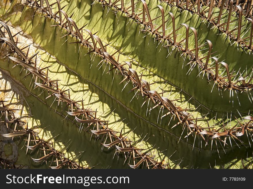 Close up view of cactus and detail of spike