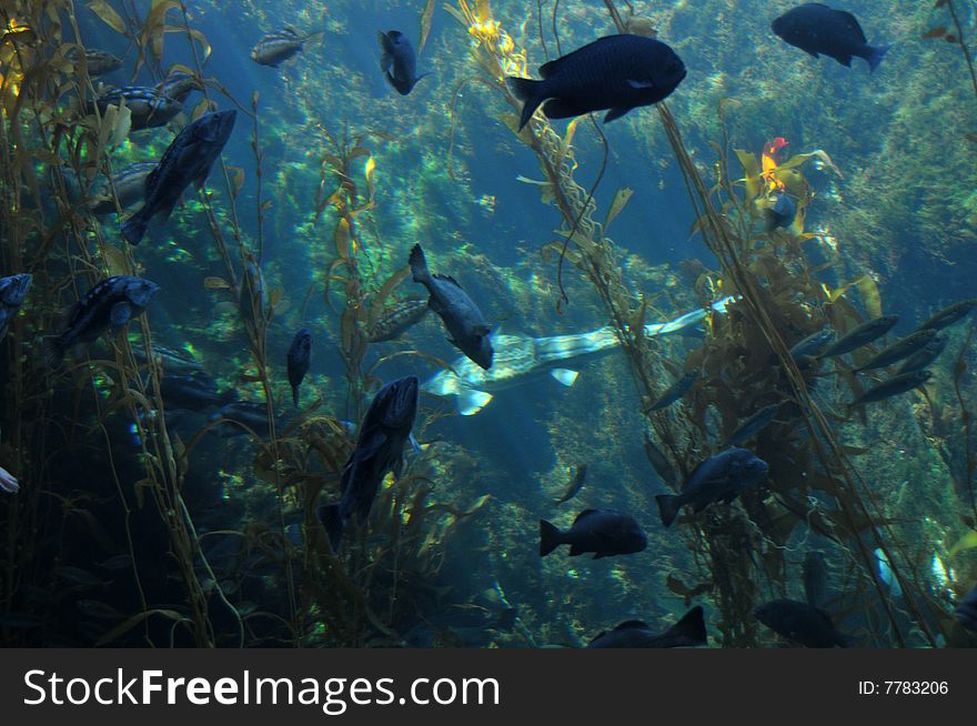 Undersea landscape with fish and seaweed