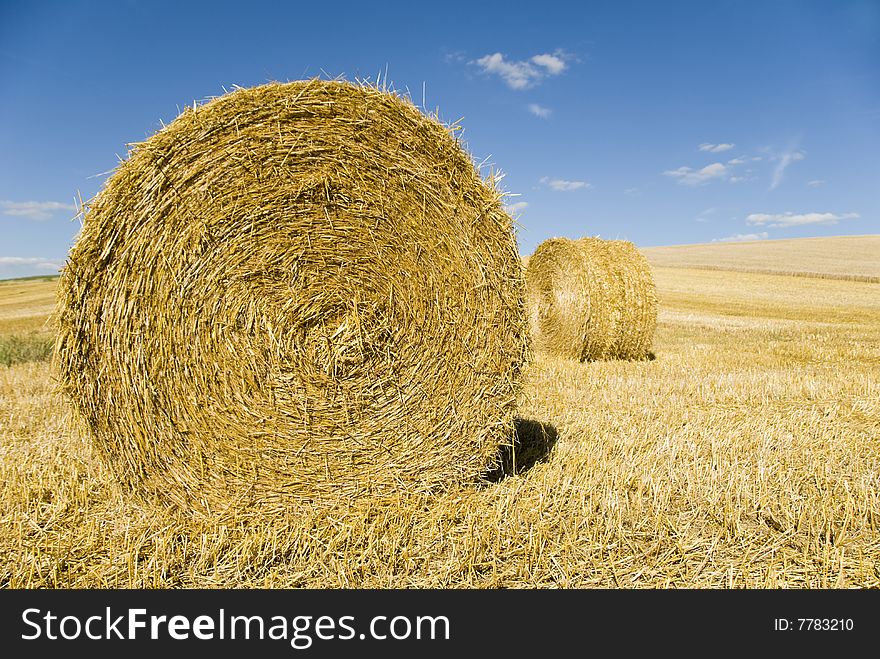 Hay bales drying in the field at harvest time