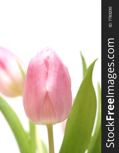 Border of pink tulips on white background