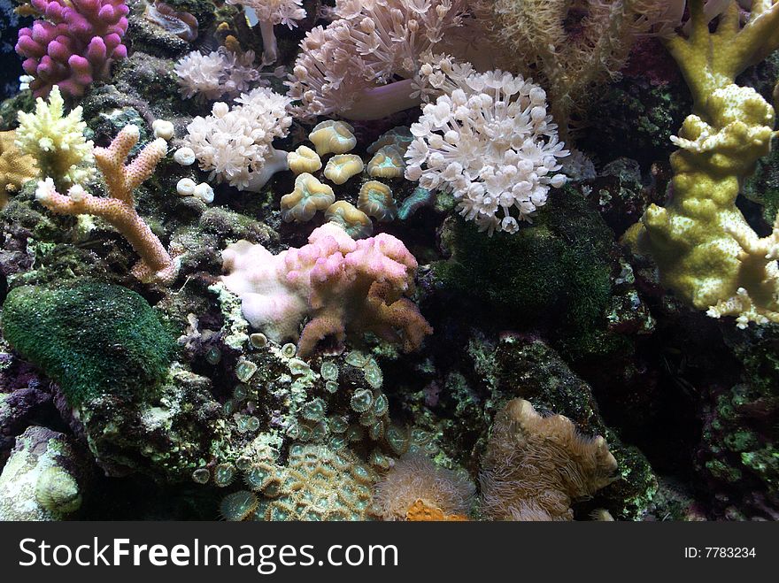 Close up of coral in an aquarium