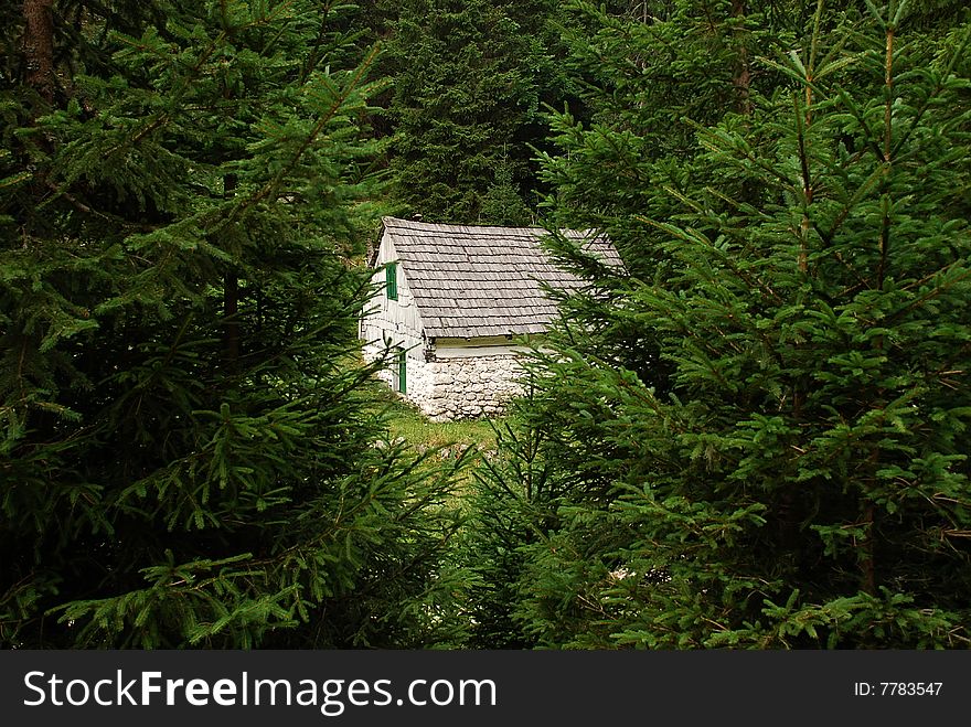 House in the green forest