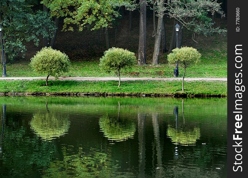 A view of three small trees growing at a park lake border. A view of three small trees growing at a park lake border