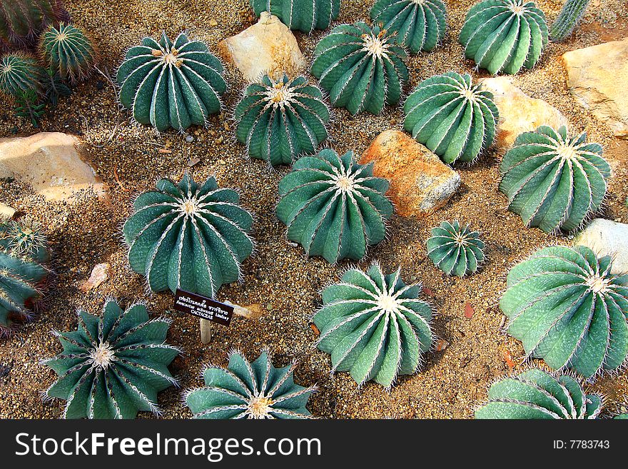 A group of cactus plants thailand.