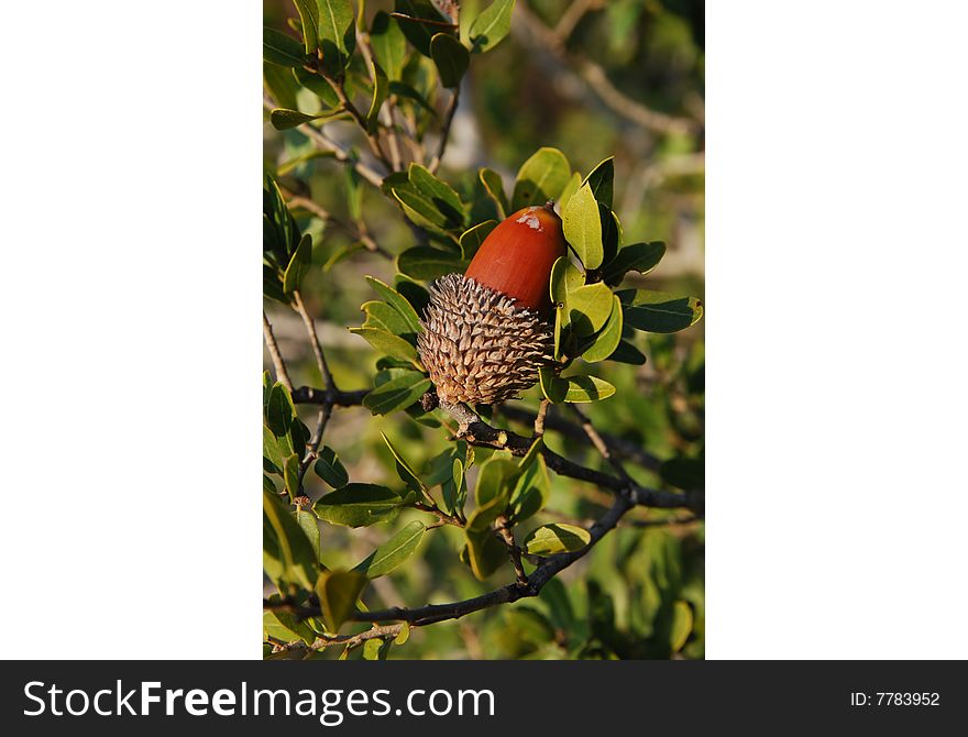 Acorn On A Branch