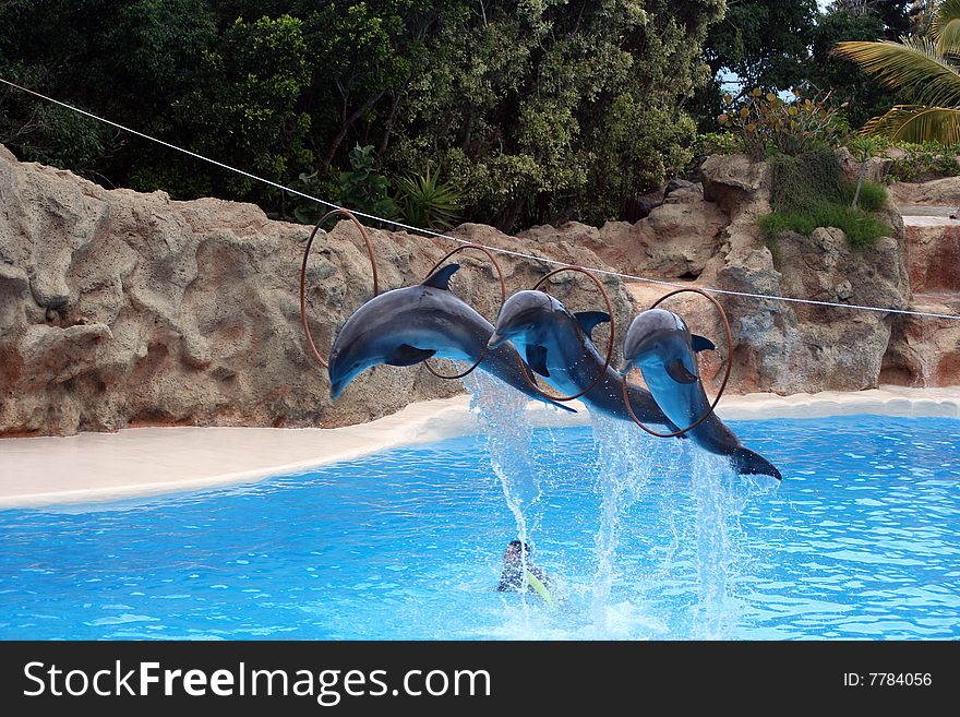 Dolphins jump out of the water