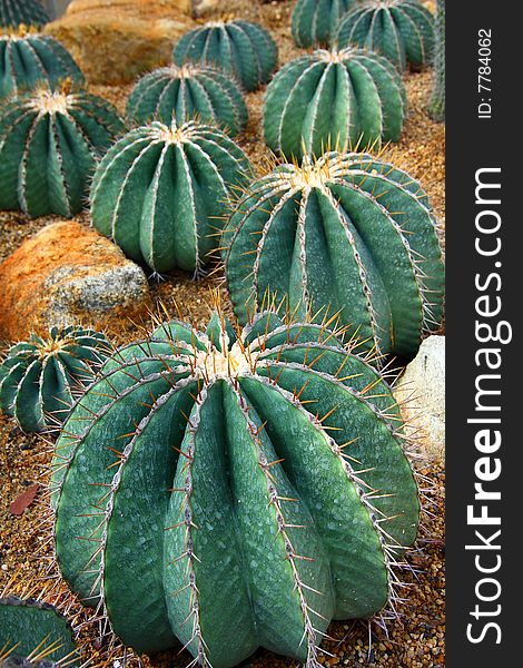 A group of cactus plants thailand.