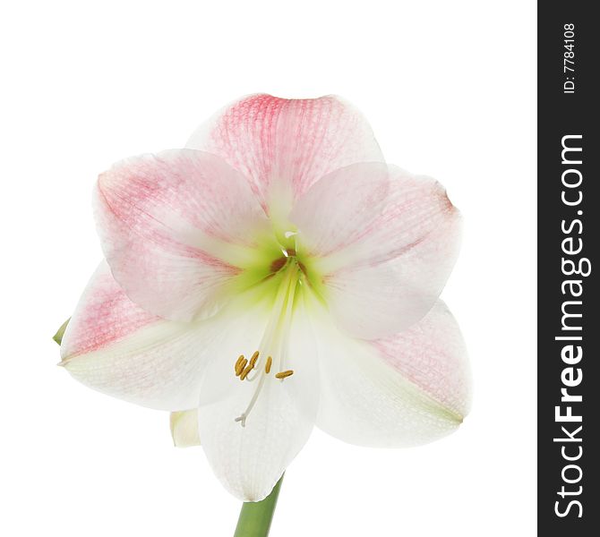 Single Amaryllis flower against white. Single Amaryllis flower against white