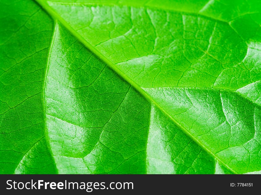 Macro detailed view of green fresh leaf. Macro detailed view of green fresh leaf