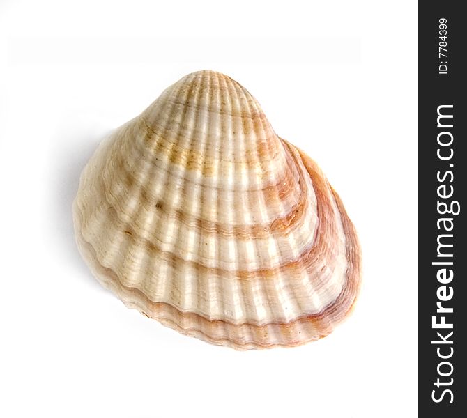 Close-up photo of ocean shell isolated on white. Close-up photo of ocean shell isolated on white