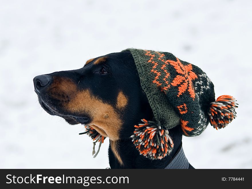 A doberman dog with a cap on his  head with a snowy background. A doberman dog with a cap on his  head with a snowy background