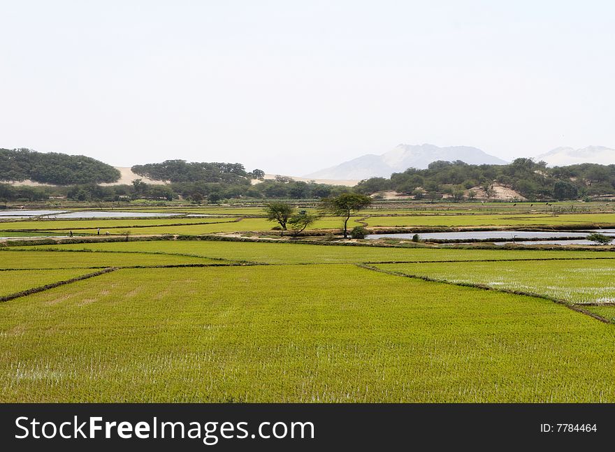 Workers harvest rice in the paddy. Workers harvest rice in the paddy.