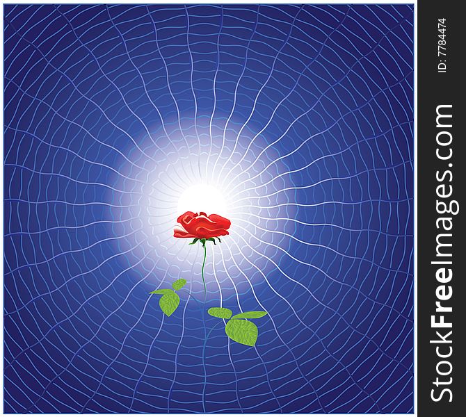 vector drawing  red rose against a dark blue abstract background