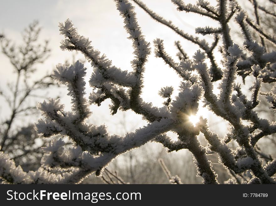 The sun is schining between these frosted branches. The sun is schining between these frosted branches