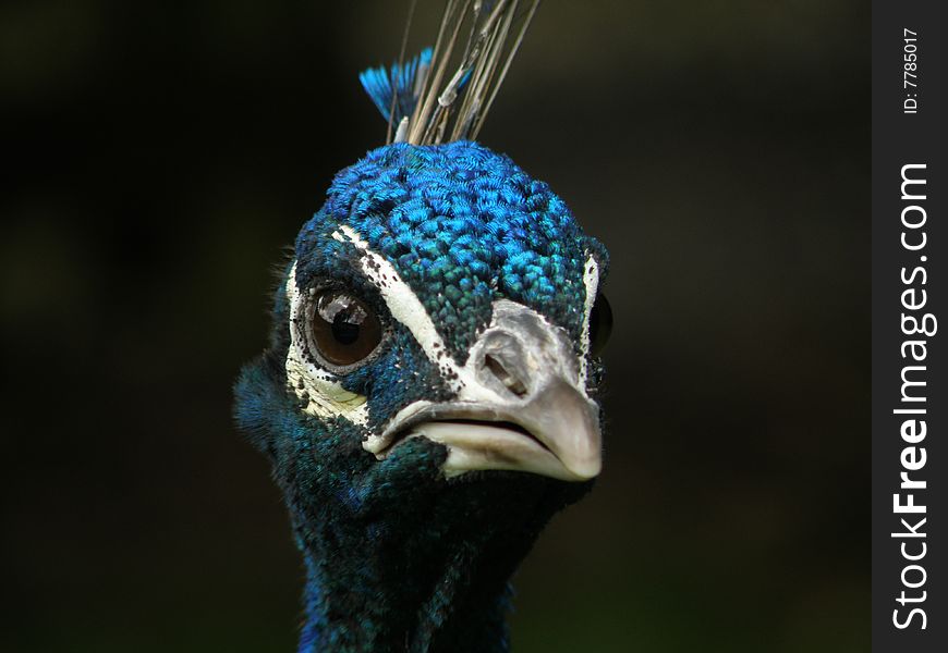 A head-on shot of a peacock, close crop to show details of head feathers. A head-on shot of a peacock, close crop to show details of head feathers.