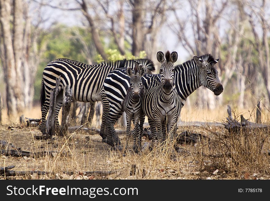 Zebras In Group