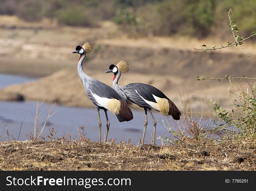 African Cranes