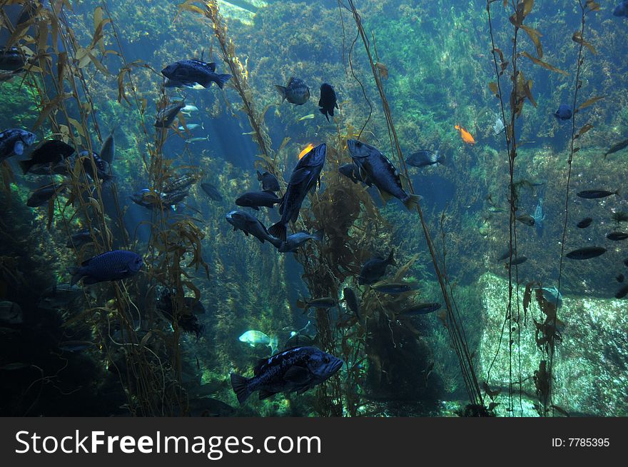 Undersea landscape with fish and seaweed