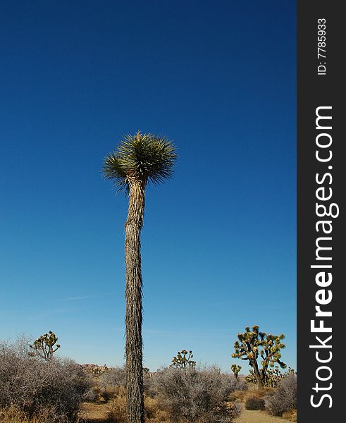 Young Joshua tree in the California high desert. Young Joshua tree in the California high desert