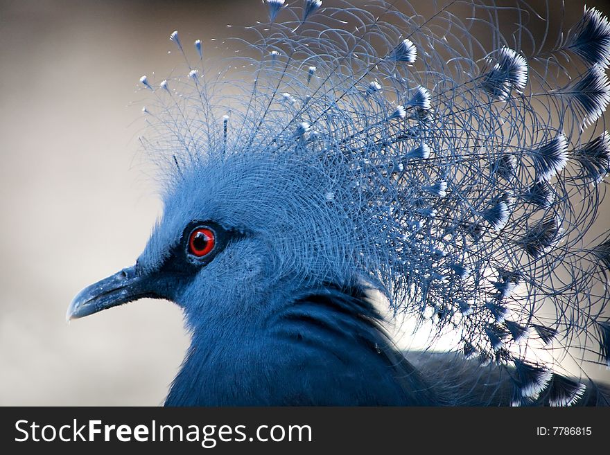 Profile of a blue-crowned pigeon