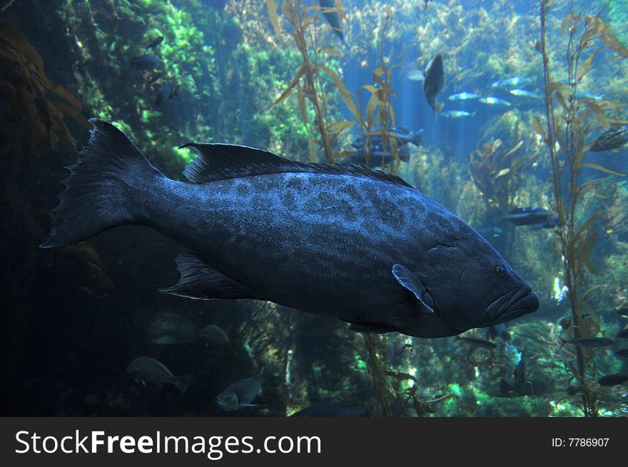 Grouper fish swimming between seaweeds