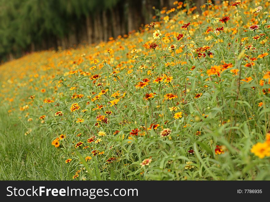 A field full of small flowers of vivid colors. A field full of small flowers of vivid colors
