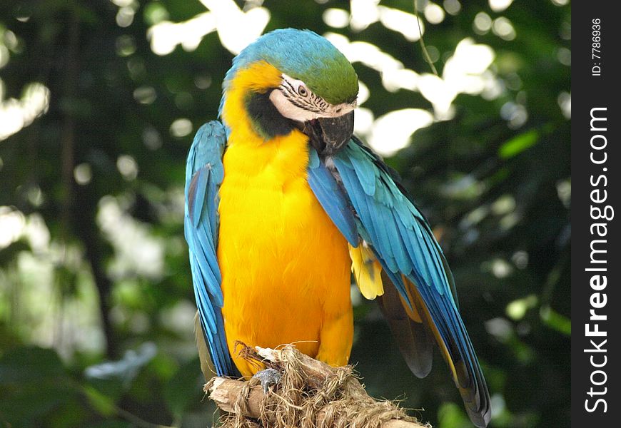 A beautiful parrot at Singapore Zoo.