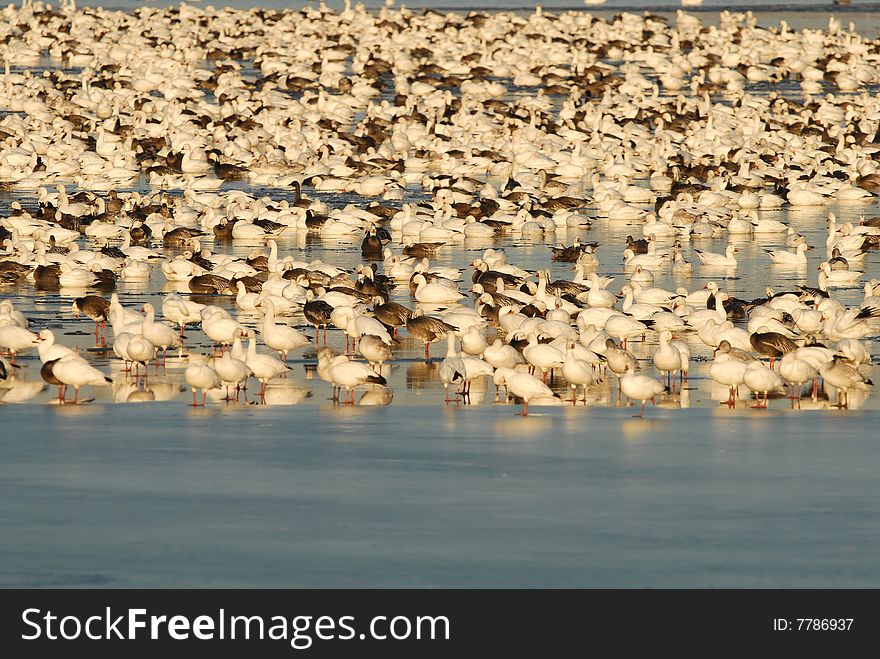 A large flock of snow geese take refuge in the middle of a frozen lake. A large flock of snow geese take refuge in the middle of a frozen lake.