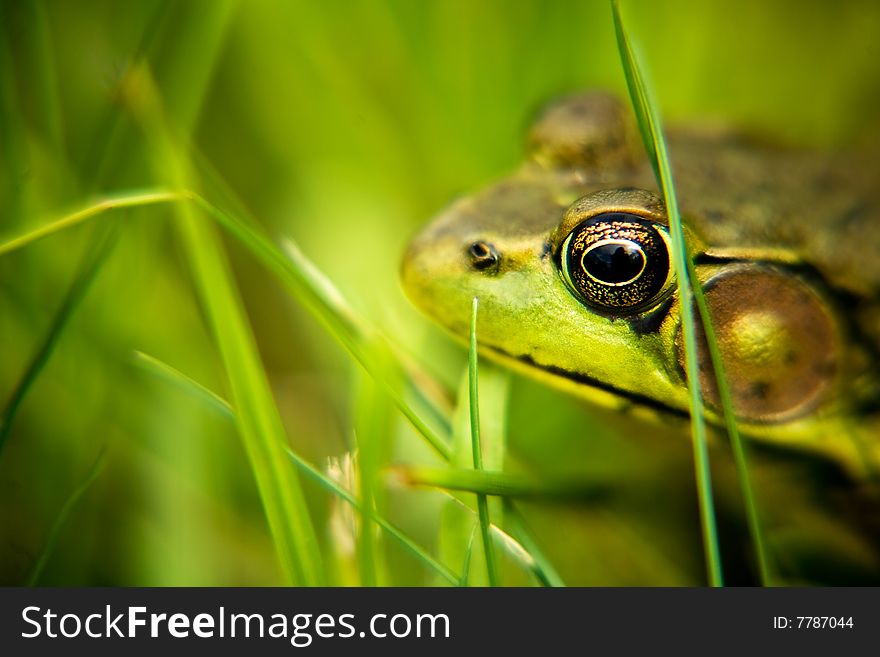 Profile of Common Green Frog.