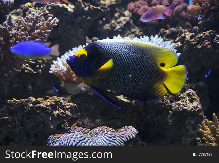 Yellow mask angelfish in acoral reef