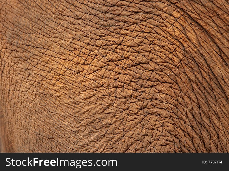 Close up of Elephant skin