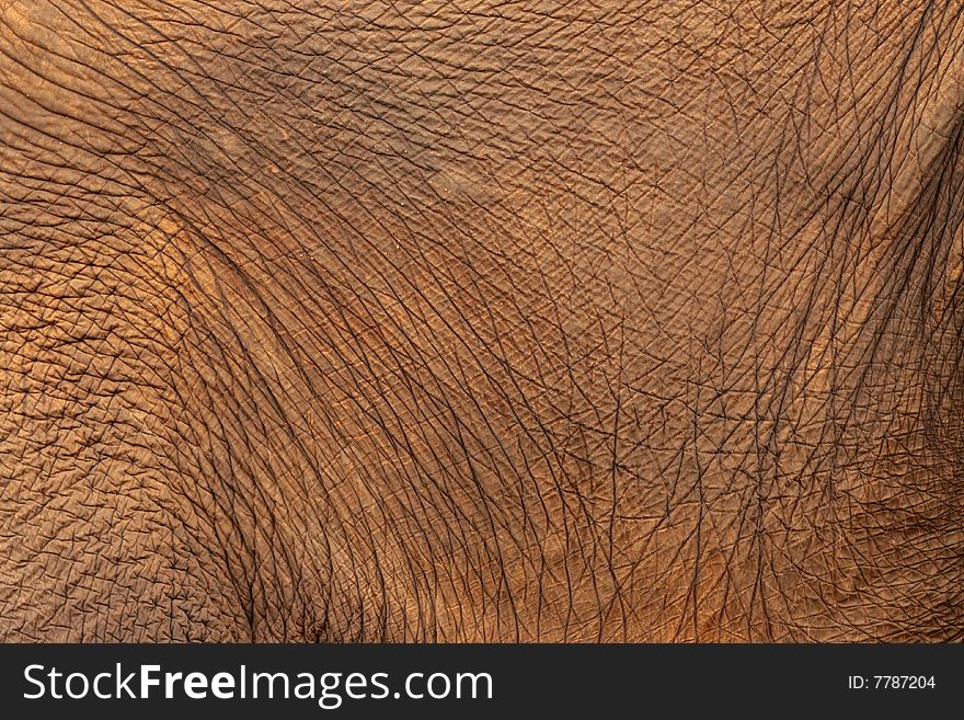 Close up of Elephant skin