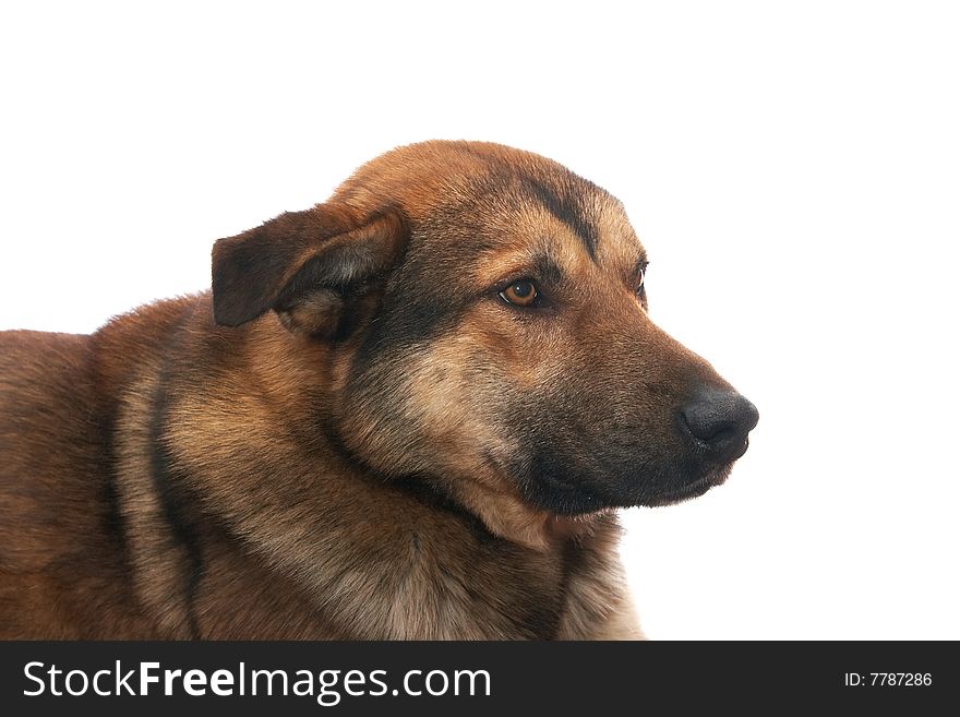 Dog on the white background