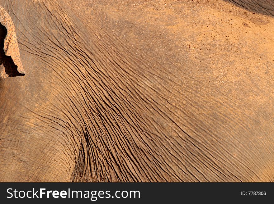 Close up of Elephant skin