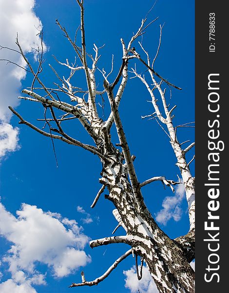 Nature series: dry birch tree on the blue sky. Nature series: dry birch tree on the blue sky