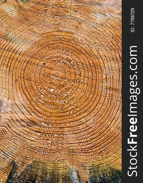 Texture series: fresh wooden cut background with circle. Texture series: fresh wooden cut background with circle