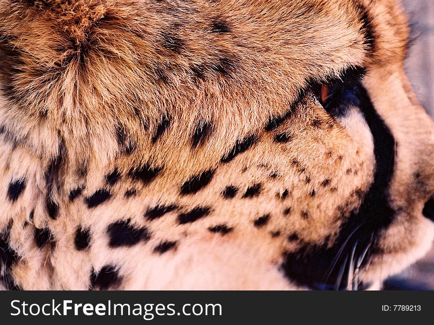 Cheetah, big cat from Namibia