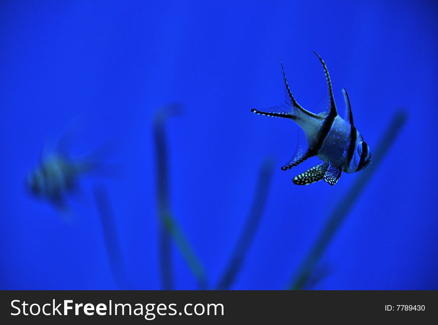 A banggai cardinal fish swimming in the ocean