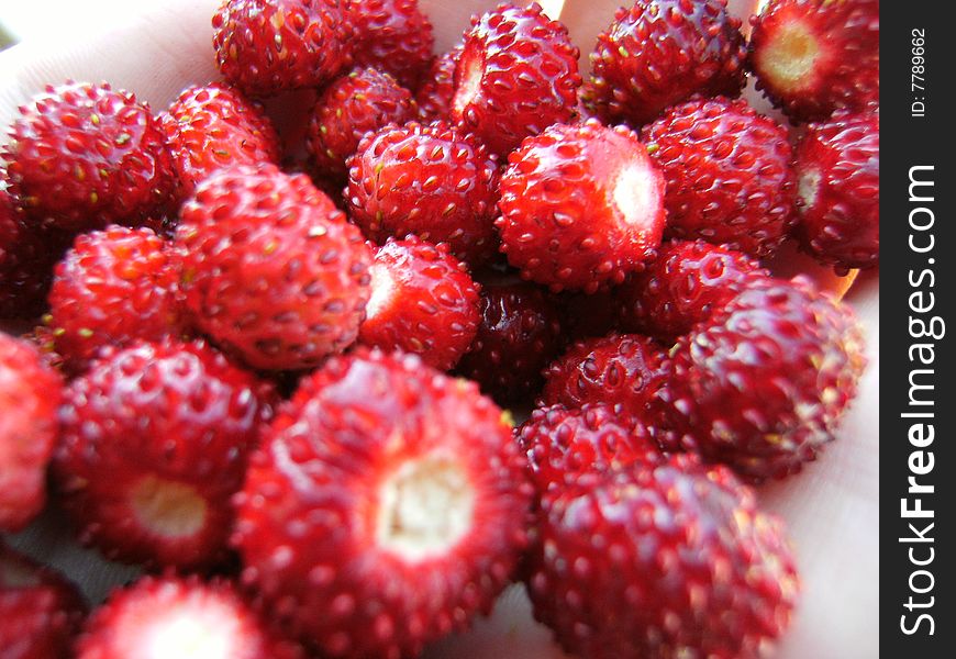 Wild strawberrys from south norway. Wild strawberrys from south norway