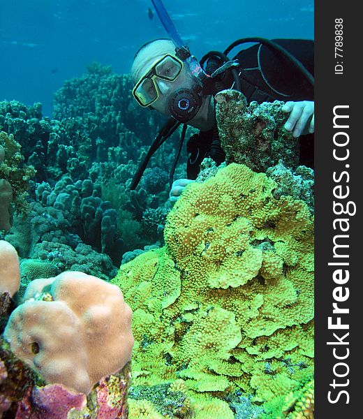 Diver and corals, Red sea