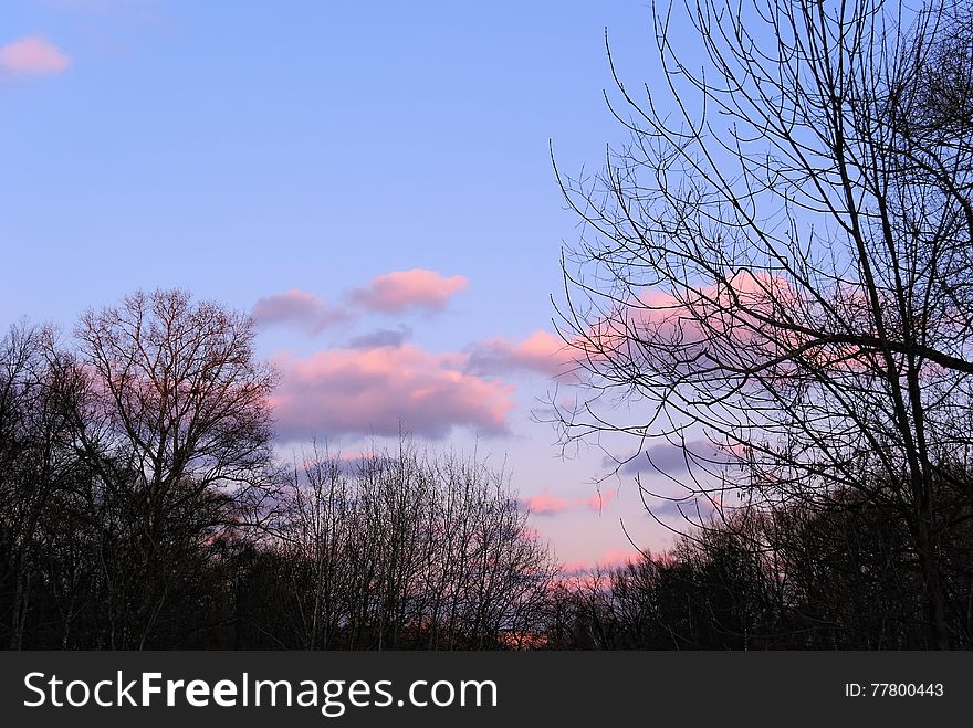 Evening Sky With Silhouettes Of Trees