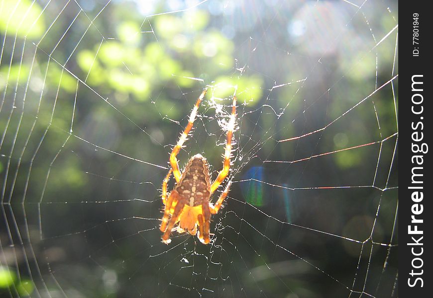 spider in a cobweb
