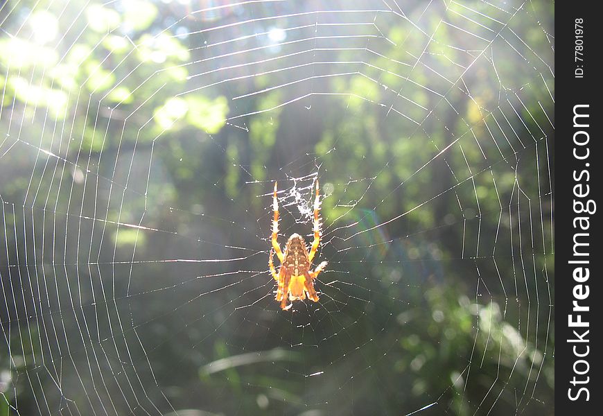 Spider spins cobweb in the shade of trees. Spider spins cobweb in the shade of trees